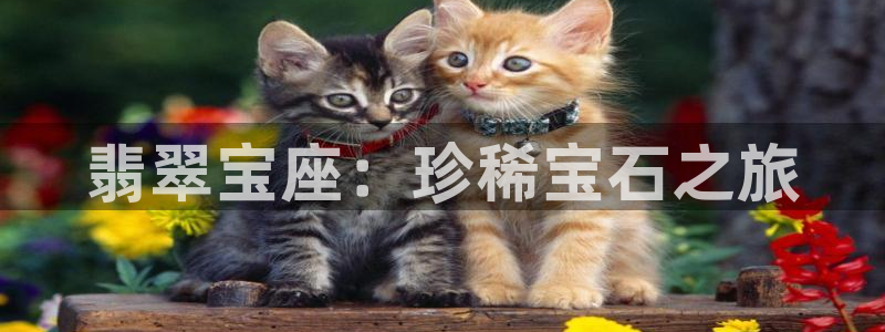 新宝5什么时候上市
