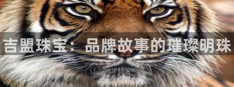 新宝b2O5O5O：吉盟珠宝：品牌故事的璀璨明珠